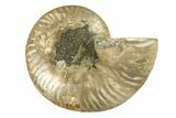 Cut & Polished Ammonite Fossil (Half) - Madagascar #263625-1